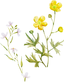 水彩イラスト黄色の花