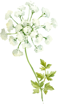 水彩イラスト白い花