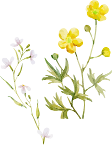 水彩イラスト黄色の花