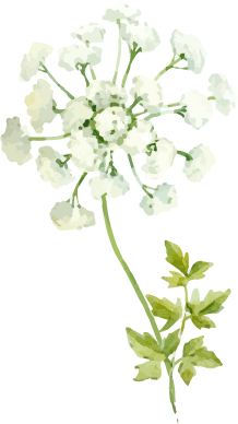 水彩イラスト白い花