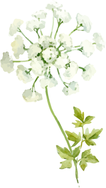 水彩イラスト白い花